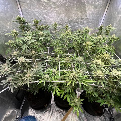 Splitz growlog timeline photo