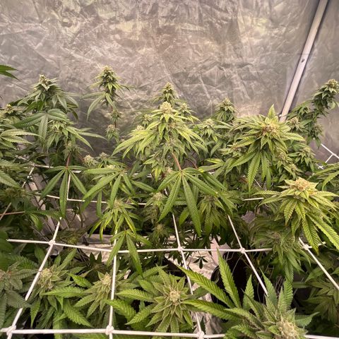 High society  growlog timeline photo