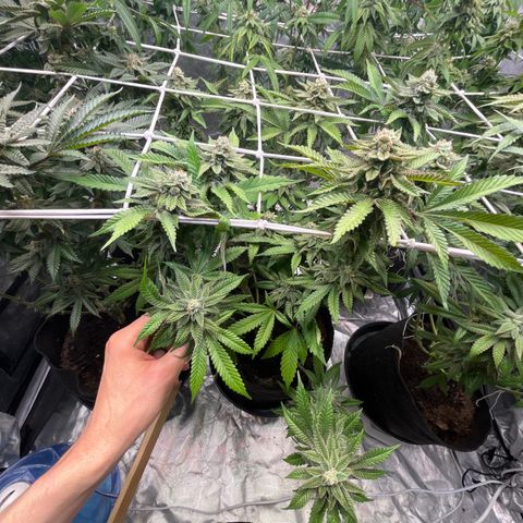 Cherry Bang Bang growlog timeline photo