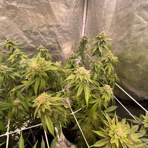 Splitz growlog timeline photo
