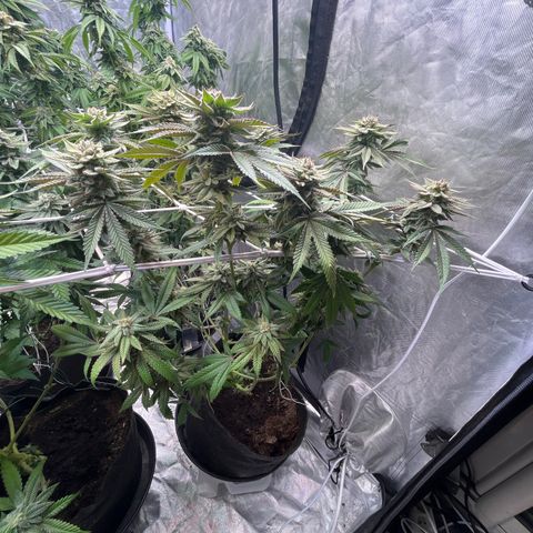 100K growlog timeline photo