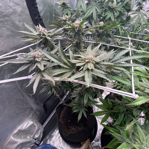 Blood Honey growlog timeline photo