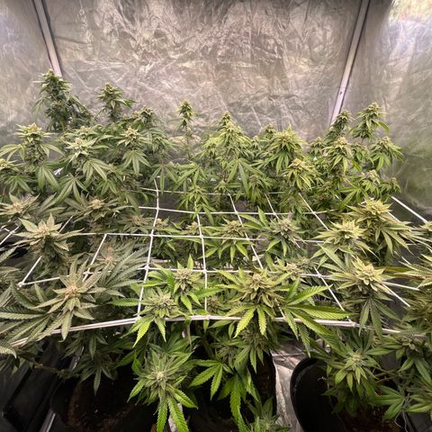 Splitz growlog timeline photo