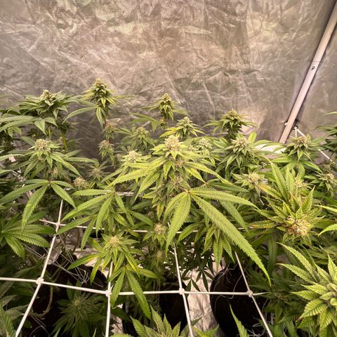 High society  growlog timeline photo