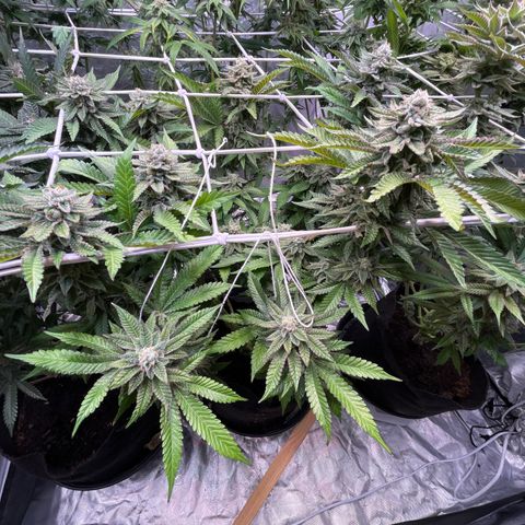 Cherry Bang Bang growlog timeline photo