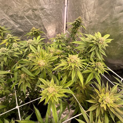 Splitz growlog timeline photo