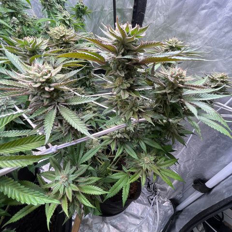 100K growlog timeline photo