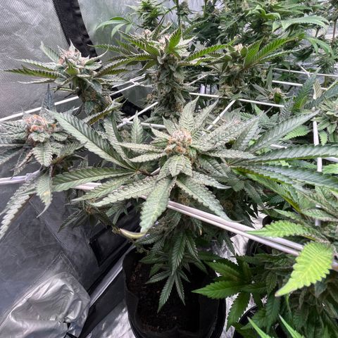Blood Honey growlog timeline photo