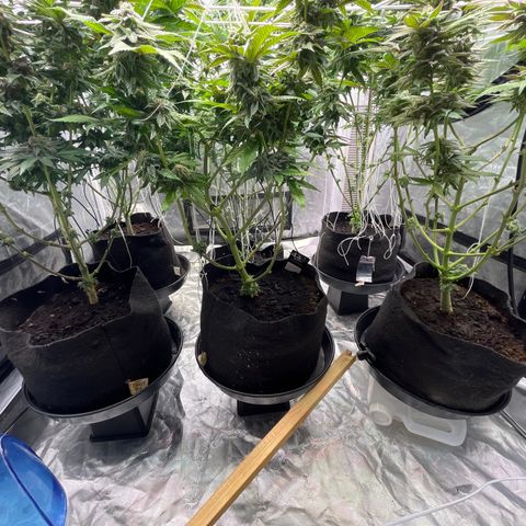 Splitz growlog timeline photo