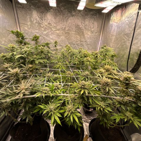 Splitz growlog timeline photo