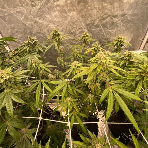 High society  growlog timeline photo