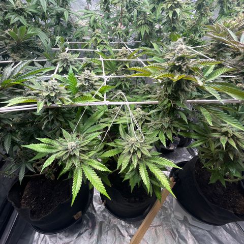 Cherry Bang Bang growlog timeline photo