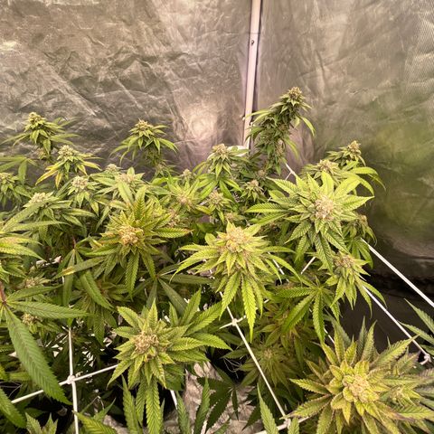 Splitz growlog timeline photo