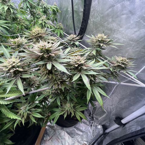 100K growlog timeline photo