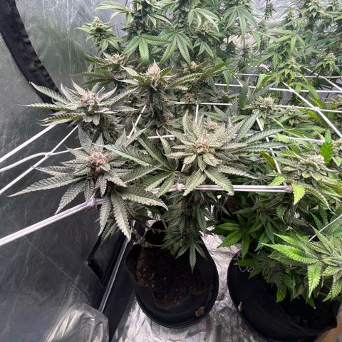 Blood Honey growlog timeline photo