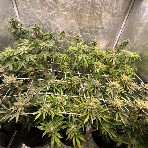 Splitz growlog timeline photo