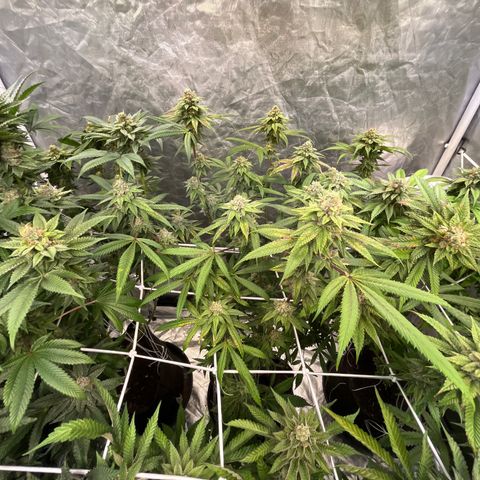 High society  growlog timeline photo
