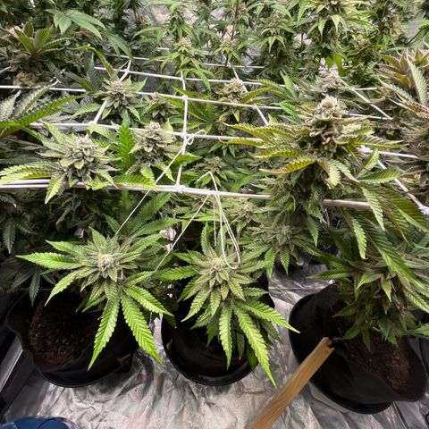 Cherry Bang Bang growlog timeline photo