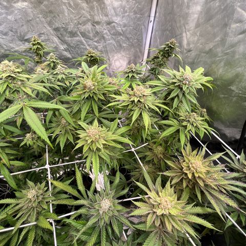 Splitz growlog timeline photo