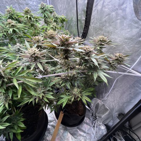100K growlog timeline photo