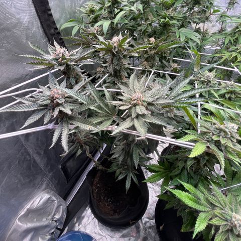 Blood Honey growlog timeline photo