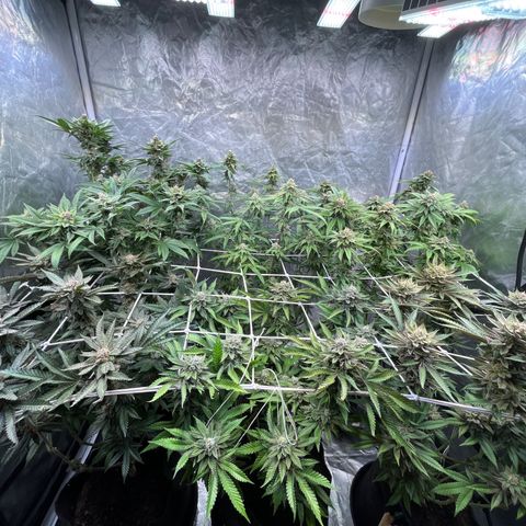 Splitz growlog timeline photo