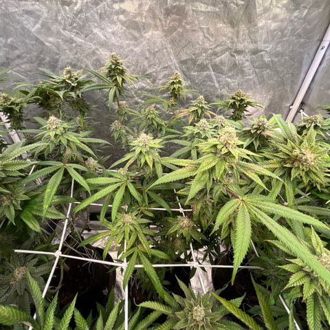 High society  growlog timeline photo