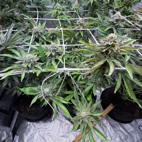 Cherry Bang Bang growlog timeline photo