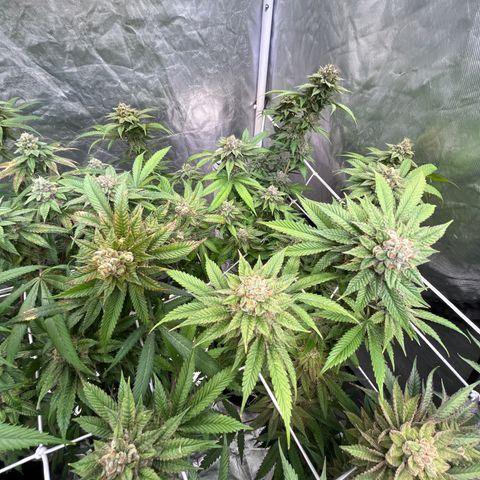 Splitz growlog timeline photo