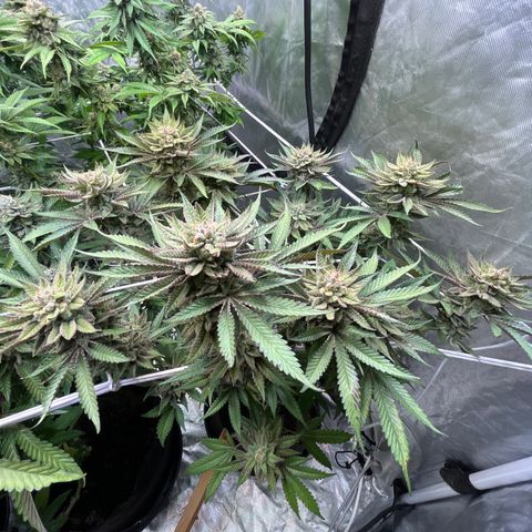 100K growlog timeline photo