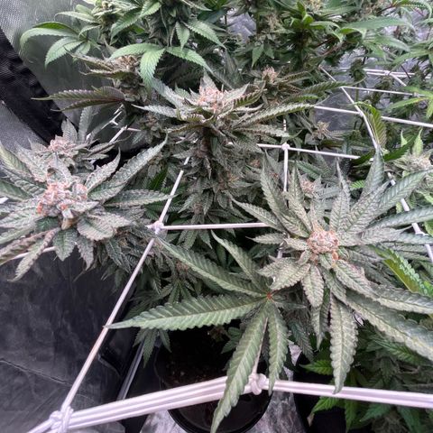 Blood Honey growlog timeline photo