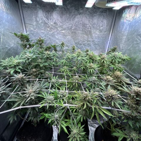 Splitz growlog timeline photo