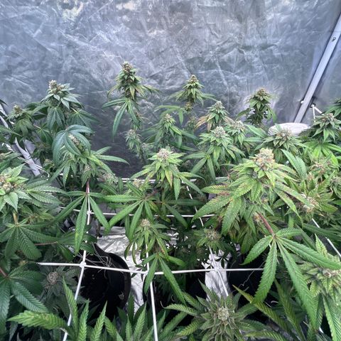 High society  growlog timeline photo