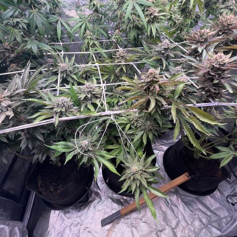 Cherry Bang Bang growlog timeline photo
