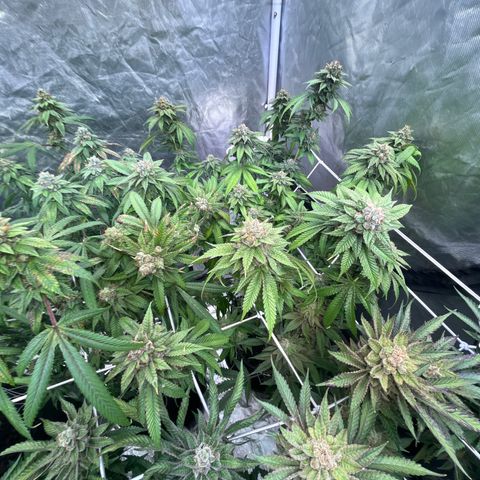 Splitz growlog timeline photo