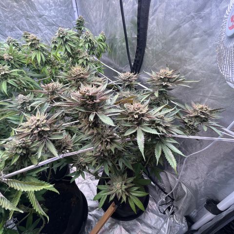 100K growlog timeline photo