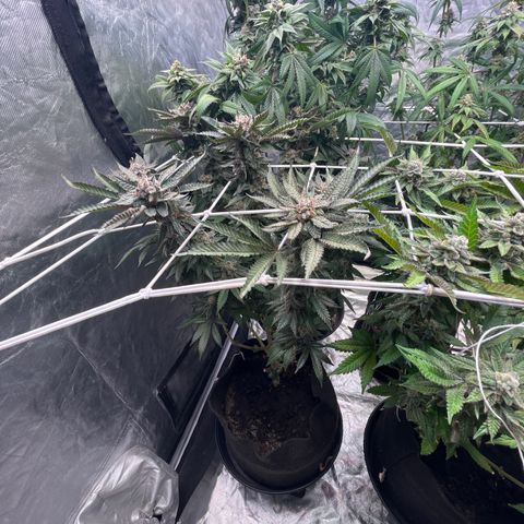 Blood Honey growlog timeline photo