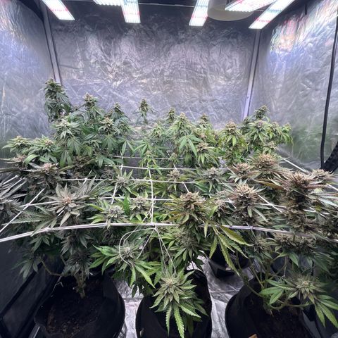 Splitz growlog timeline photo