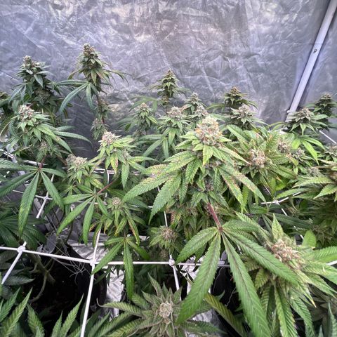 High society  growlog timeline photo