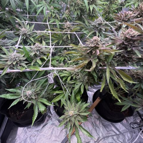 Cherry Bang Bang growlog timeline photo