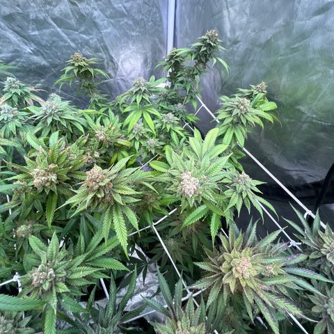 Splitz growlog timeline photo