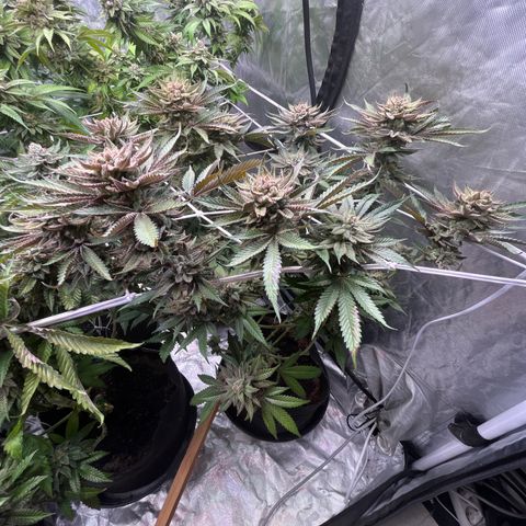 100K growlog timeline photo