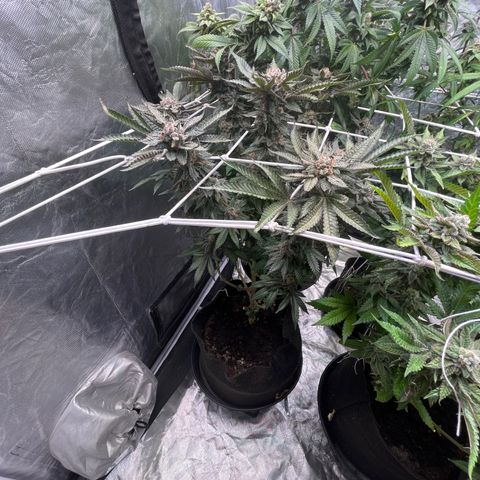 Blood Honey growlog timeline photo