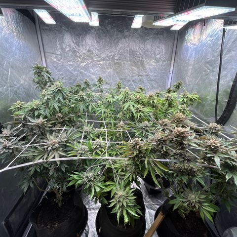 Splitz growlog timeline photo