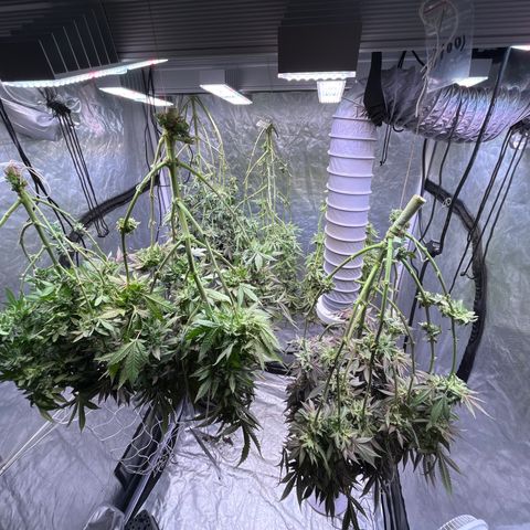 Splitz growlog timeline photo