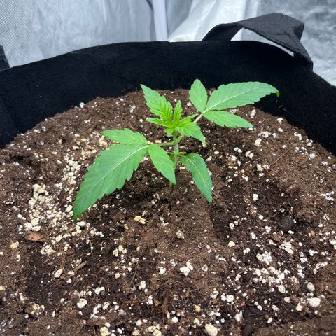 Cherry Bang Bang growlog timeline photo