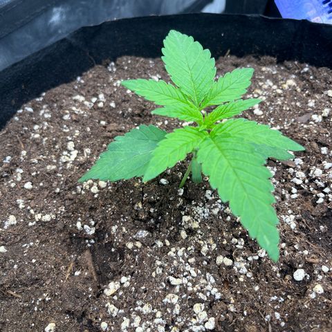 Lime Ozz growlog timeline photo