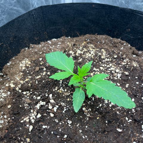 Coco Fresh growlog timeline photo