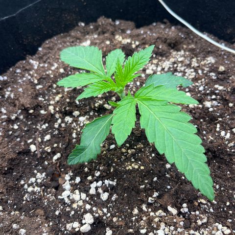 Funkfetti growlog timeline photo