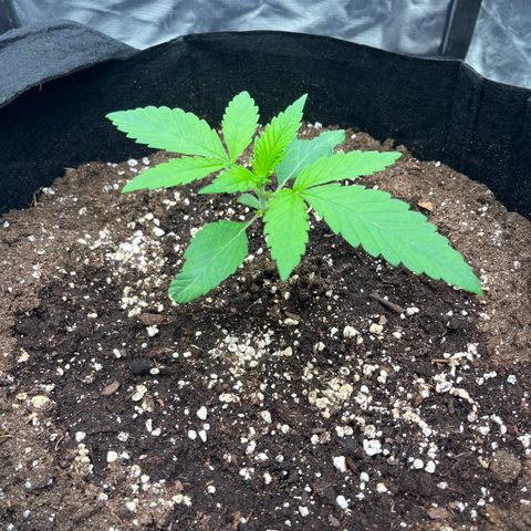 Arctic Cherries  growlog timeline photo